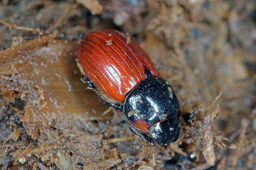 Night-flying dung beetle, Aphodius on dung.