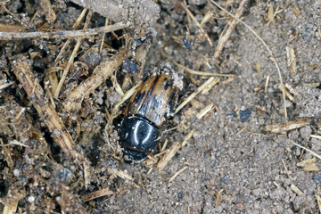 Night-flying dung beetle, Aphodius on dung.