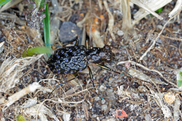 Elaphrus riparius extreme close-up with high magnification.  Carabidae ground beetle Carabidae Coleoptera Insecta