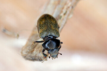 Augyles hispidulus beetle Heteroceridae. Not a common mud-dwelling insect.