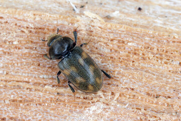 Augyles hispidulus beetle Heteroceridae. Not a common mud-dwelling insect.