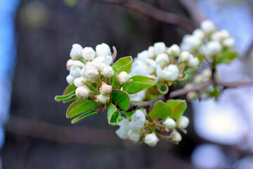 The blooming buds of a pear tree in the home garden.
