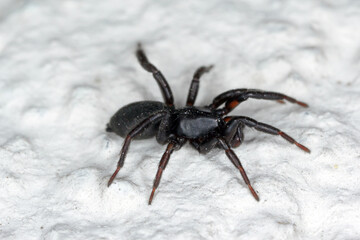 A black spider on the wall of a house.