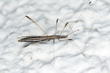 Berytinus hirticornis - stilt Bug or Thread Bug on the wall of the building. It's a predatory bug.