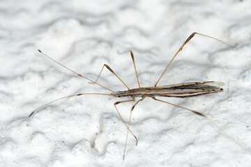 Berytinus hirticornis - stilt Bug or Thread Bug on the wall of the building. It's a predatory bug.