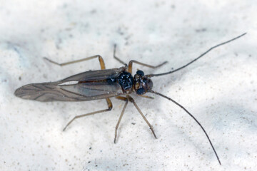 Psocid (Psocoptera) called also - booklice, barklice or barkflies, a well known as pests of stored products. Insects on wall. High magnification.