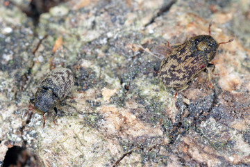 Hylesinus varius formerly fraxini is a species of weevil native to Europe - ash bark beetle. Camouflaging body coloration on tree bark.