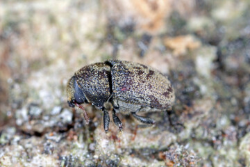 Hylesinus varius formerly fraxini is a species of weevil native to Europe - ash bark beetle. Camouflaging body coloration on tree bark.
