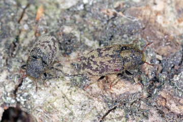 Hylesinus varius formerly fraxini is a species of weevil native to Europe - ash bark beetle. Camouflaging body coloration on tree bark.