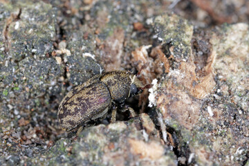 Hylesinus varius formerly fraxini is a species of weevil native to Europe - ash bark beetle. Camouflaging body coloration on tree bark.