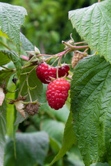 red raspberry fruit on the bush