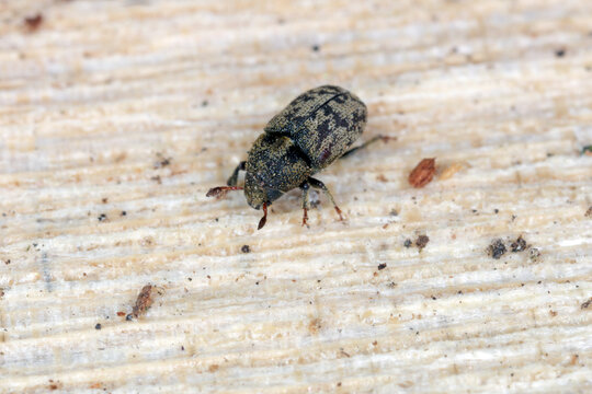 Hylesinus varius formerly fraxini is a species of weevil native to Europe - ash bark beetle. Camouflaging body coloration on tree bark.