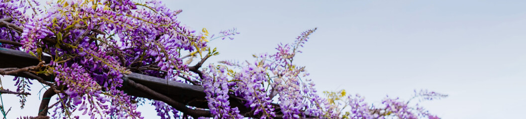 Scena panoramica con dei fiori di glicine viola che si allungano sul porticato in primavera ad...
