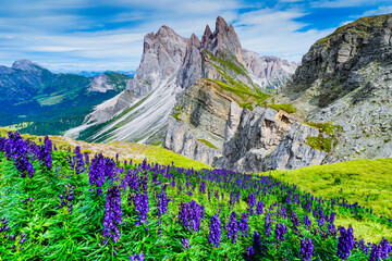 Scena con le montagne Seceda sullo sfondo e con dei fiori azzurri in primo piano ad agosto. Natura....