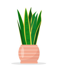 Sansevieria houseplant in ceramic flowerpot isolated on white background. Tropical plant for home or office interior decor, Gardening hobby, flower shop. Flat or cartoon icon vector illustration.