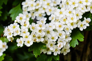 Ramo fiorito con fiori bianchi piccoli in primavera. Natura. Aprile. Floreale.