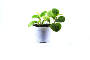 Peperomia Obtusifolia or peperomia Green (Baby Rubber Plant) on white pot isolated on white background