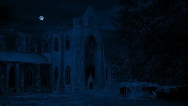 Abbey Ruins With Cows Grazing At Night