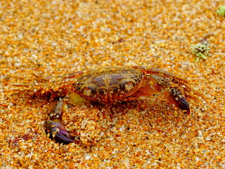 Crab in Ponta da Piedade beach, Portugal