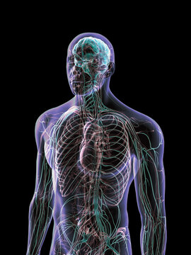 Transparent Human Male Showing Brain, Circulatory and Nervous Systems