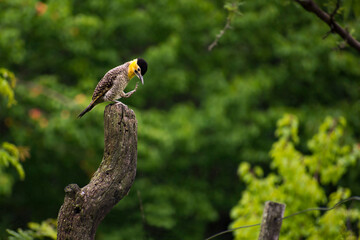 Woodpecker bird, carpintero real (Colaptes melanochloros), picidae, typical from Argentina. Photo taken in Córdoba province.

