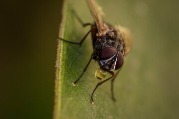 Close up macro photography of a fly, musca domestica, muscidae drinking from a water drop in Buenos Aires, Argentina

