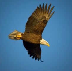 Bald Eagle in flight
