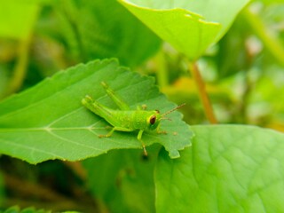 out of focus  blurred  defocused  abstract  insect perched on a leaf