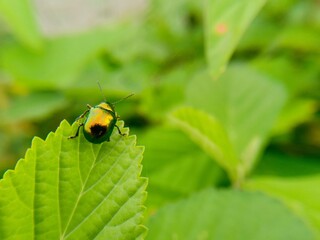 out of focus  blurred  defocused  abstract  insect perched on a leaf