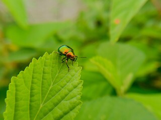 out of focus  blurred  defocused  abstract  insect perched on a leaf