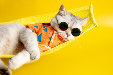 Funny white cat in sunglasses lies on a fabric hammock on a yellow background. - obrazy, fototapety, plakaty