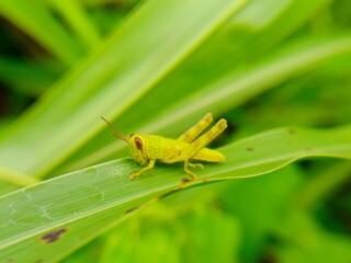 out of focus  blurred  defocused  abstract  insect perched on a leaf