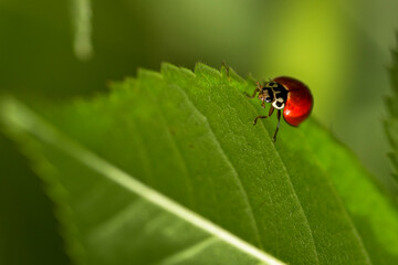 Close up macro photography of a little red ladybug Coccinellidae over a green leaf. Buenos Aires, Argentina

