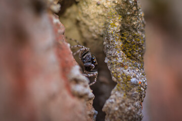Little spider, araneae, salticidae, front view between some rocks. Buenos Aires, Argentina. 
