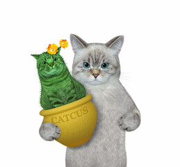 An ashen cat holds a blooming catcus in a flower pot. White background. Isolated.