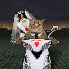Newlywed cats are riding a white motorcycle with just lettering married at night. - 484986985