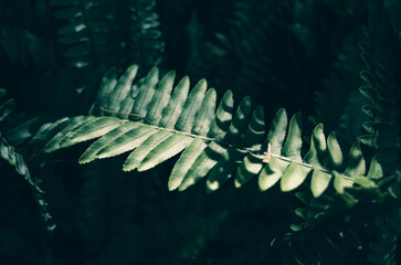 Nephrolepis fern