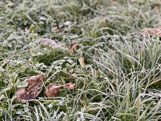 moss covered with snow