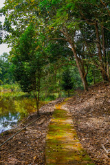 Greenery forest trail by the lakeside at Taman Eko Rimba Terenggun, Kuala Lipis, Pahang, Malaysia.