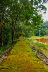 Fototapeta premium Greenery forest trail by the lakeside at Taman Eko Rimba Terenggun, Kuala Lipis, Pahang, Malaysia.