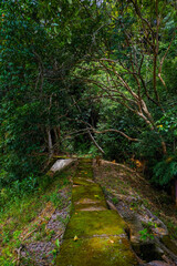 Greenery forest trail by the lakeside at Taman Eko Rimba Terenggun, Kuala Lipis, Pahang, Malaysia.