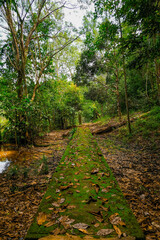 Fototapeta na wymiar Greenery forest trail by the lakeside at Taman Eko Rimba Terenggun, Kuala Lipis, Pahang, Malaysia.