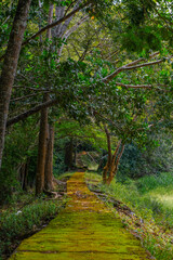 Greenery forest trail by the lakeside at Taman Eko Rimba Terenggun, Kuala Lipis, Pahang, Malaysia.