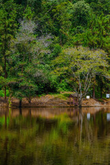 Fototapeta na wymiar Calm lake view at Taman Eko Rimba Terenggun, Kuala Lipis, Pahang, Malaysia.