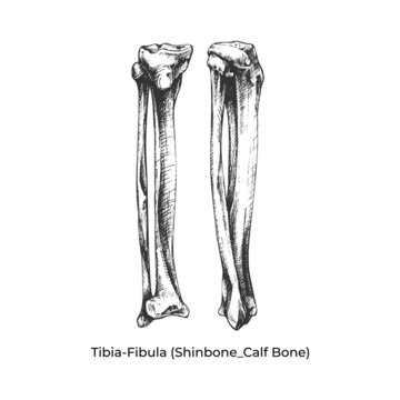 Tibia-fibula (tibia_ calf bone), leg, sketch