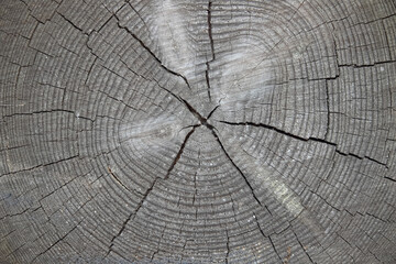 Fototapeta premium old shabby wood white background