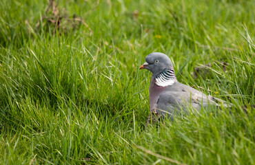 Common wood pigeon Columba palumbus sitting in grass