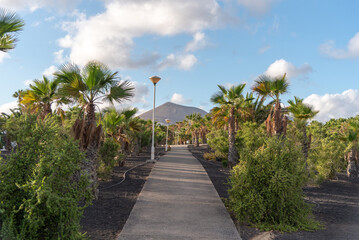 Camino rodeado por palmeras y una gran montaña volcánica al fondo en un día de verano con el cielo azul despejado en Lanzarote Islas Canarias