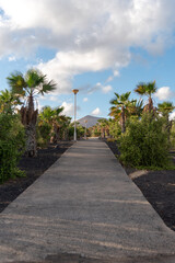 Imagen t&iacute;pica de Lanzarote en Islas Canarias de un camino rodeado por grandes palmeras y una monta&ntilde;a volc&aacute;nica al fondo en un d&iacute;a de verano soleado con el cielo azul despejado