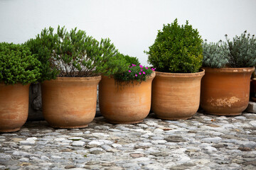 group of terracotta flower pots with growing plants